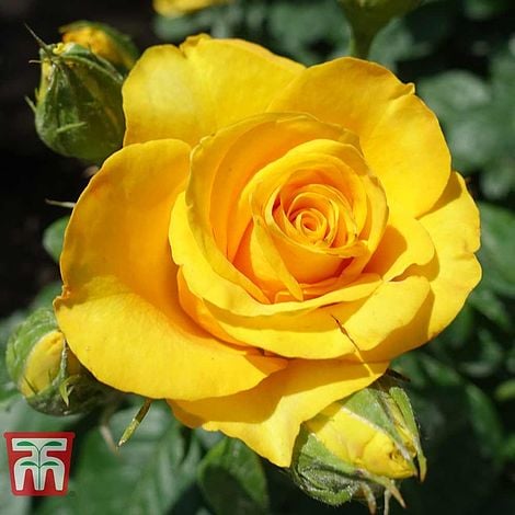 Rosa 'Breeder's Choice Gold'