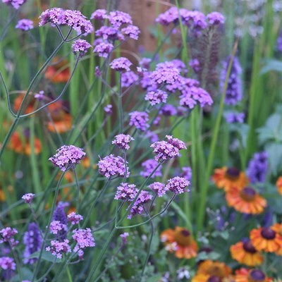 Verbena bonariensis 'Vanity'