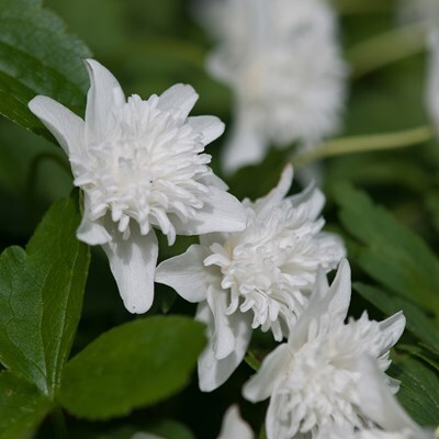Anemone nemorosa 'Vestal'