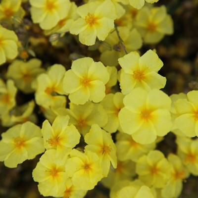 Helianthemum 'Wisley Primrose'