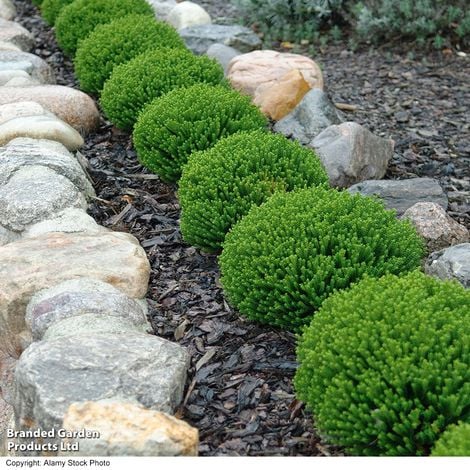 Hebe 'Emerald Green'