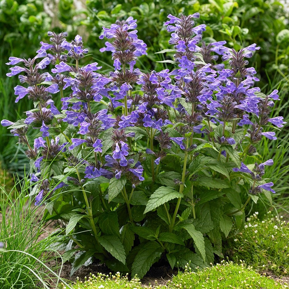 Nepeta 'Neptune'
