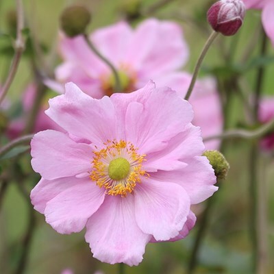 Anemone × hybrida 'Königin Charlotte'