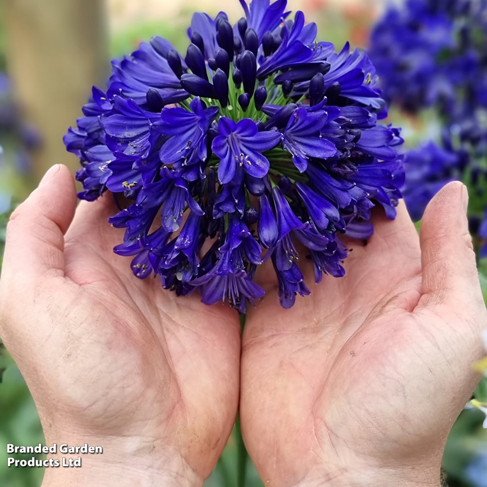 Agapanthus 'Midnight Sky'