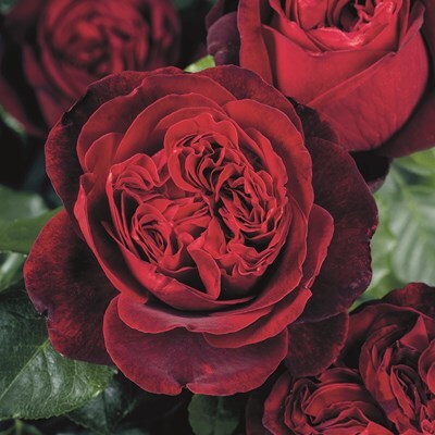 Rosa 'Admiral'