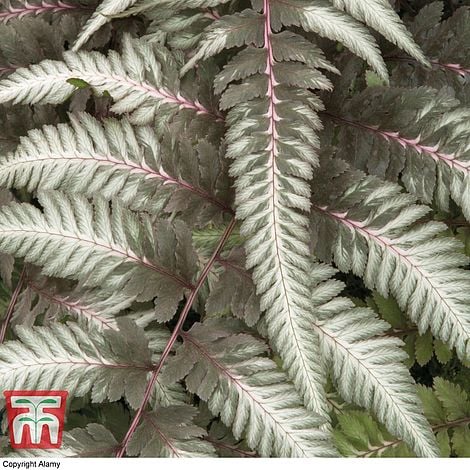 Athyrium niponicum var. pictum 'Pewter Lace'