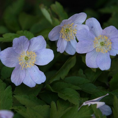 Anemone nemorosa 'Robinsoniana'