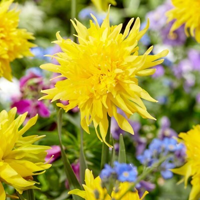 Narcissus 'Rip van Winkle'
