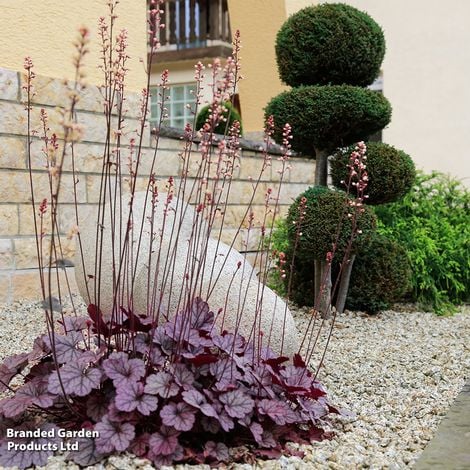 Heuchera 'Forever Purple'