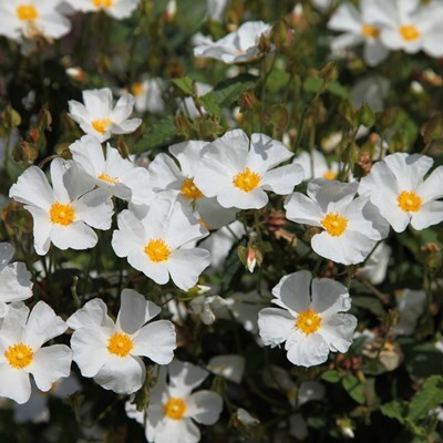 Cistus × hybridus