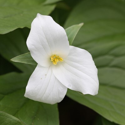 Trillium grandiflorum