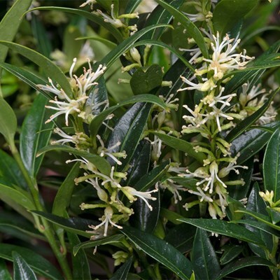Sarcococca ruscifolia var. chinensis 'Dragon Gate'