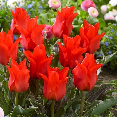 Tulipa 'Red Riding Hood'