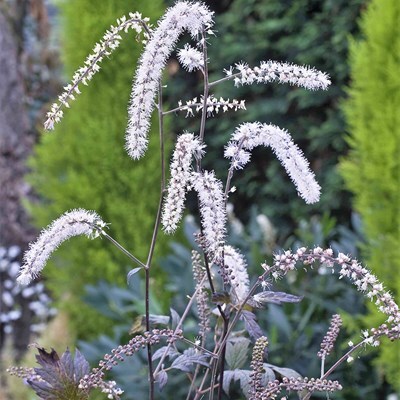 Actaea 'Queen of Sheba' PBR