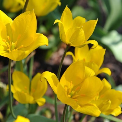 Tulipa sylvestris
