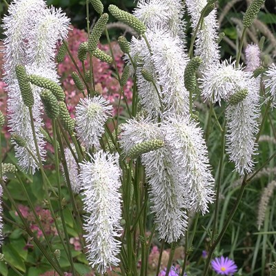 Sanguisorba 'White Brushes'