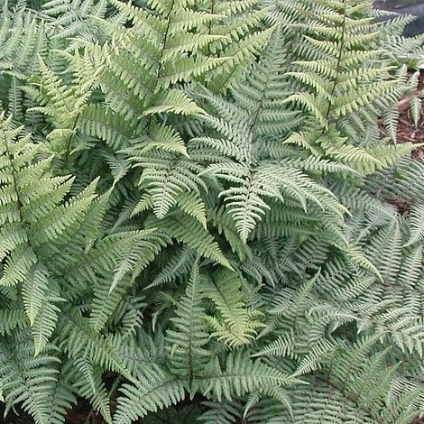 Athyrium niponicum 'Ghost'