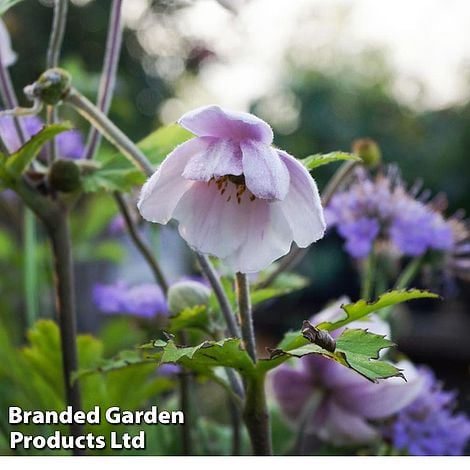 Anemone 'Ruffled Swan'