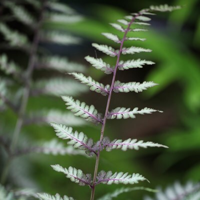 Athyrium niponicum var. pictum 'Ursula's Red'