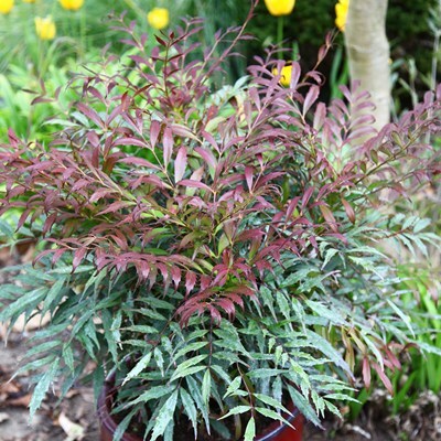 Mahonia eurybracteata subsp. ganpinensis 'Meteor' PBR