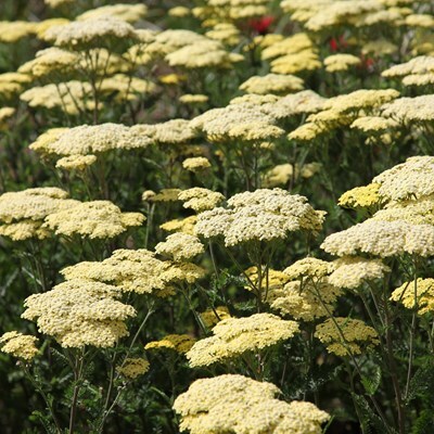 Achillea 'Credo'
