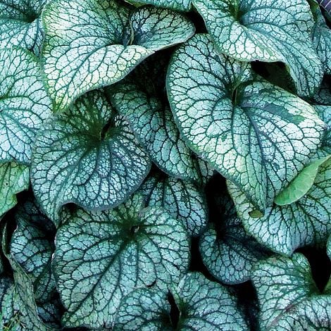 Brunnera macrophylla 'Alexander's Great'