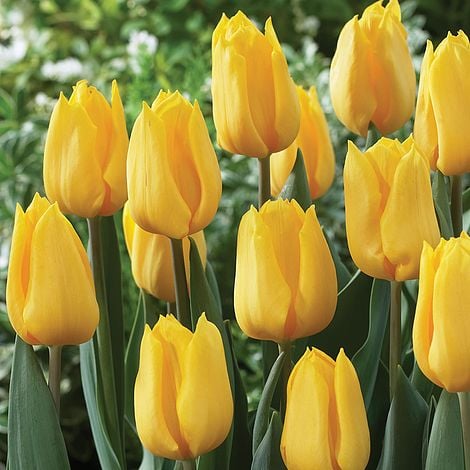 Tulipa 'Yellow Flight'