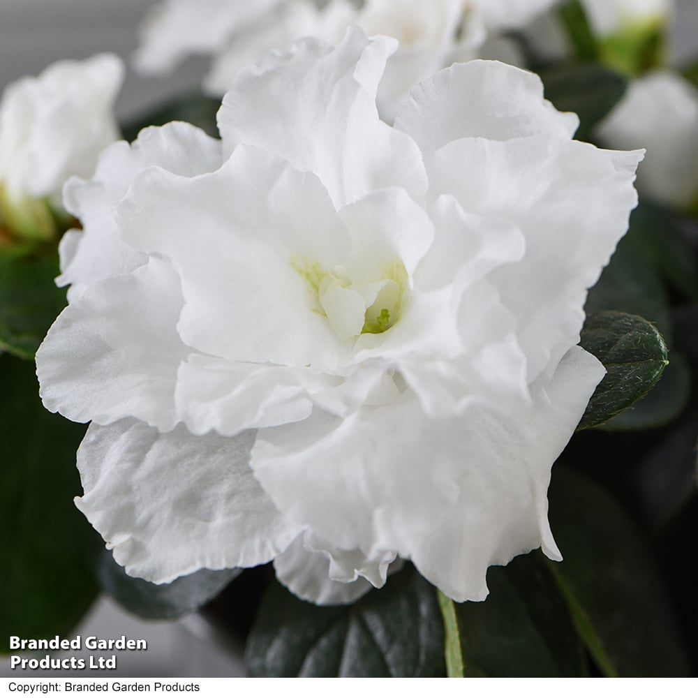 Rhododendron japonica 'White'