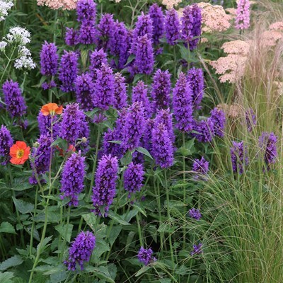 Agastache 'Blue Boa' PBR