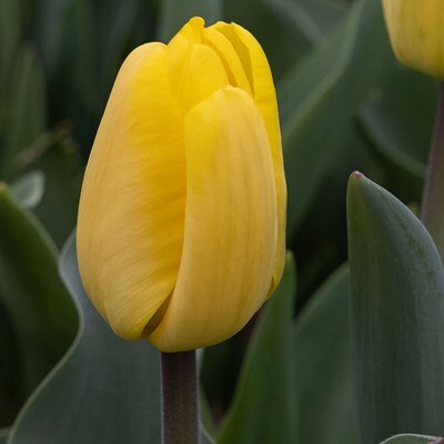 Tulipa 'Strong Gold'