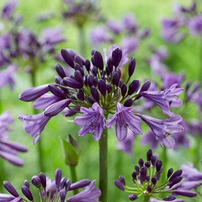 Agapanthus 'Poppin' Purple' PBR