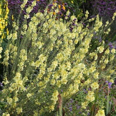 Verbascum 'Gainsborough'