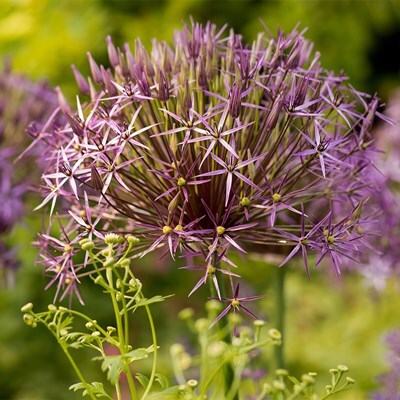 Allium christophii