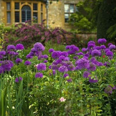 Allium hollandicum 'Purple Sensation'