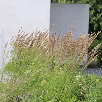 Calamagrostis × acutiflora 'Karl Foerster'