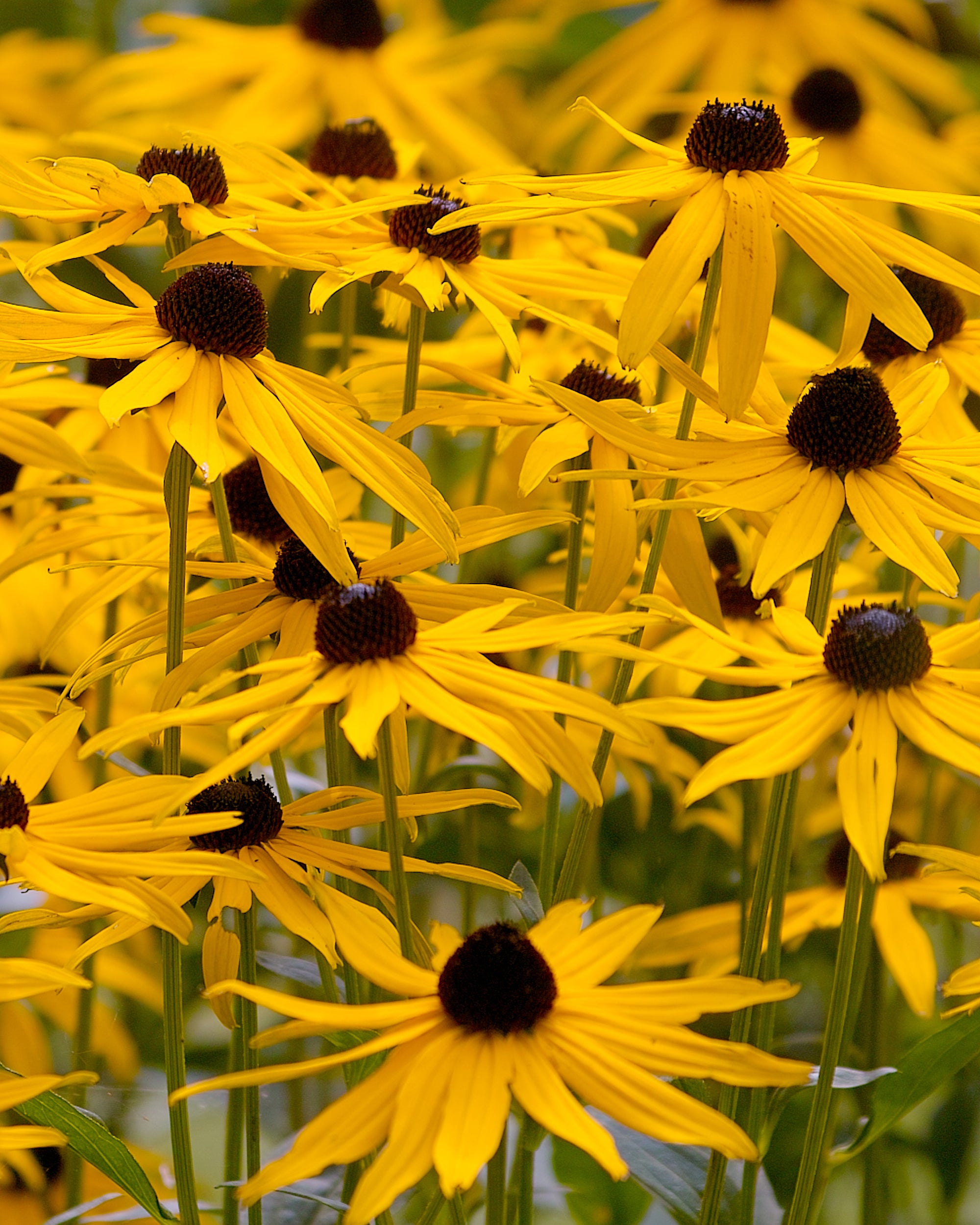 Rudbeckia 'Goldsturm'