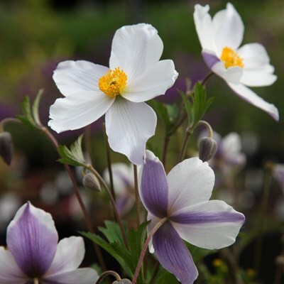 Anemone 'Wild Swan' PBR