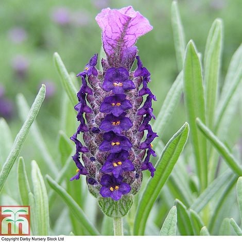 Lavandula stoechas 'Devonshire Compact'