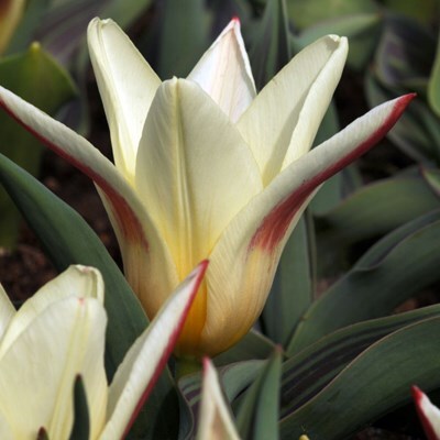 Tulipa 'Johann Strauss'