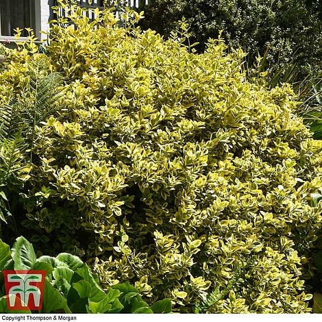 Euonymus japonicus 'Ovatus Aureus'