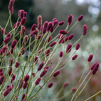 Sanguisorba 'Cangshan Cranberry'