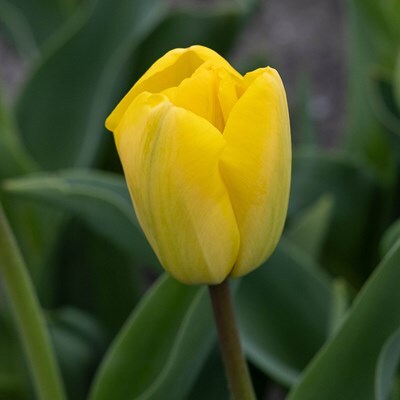 Tulipa 'Golden Apeldoorn'