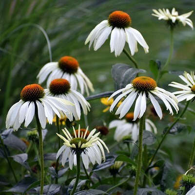 Echinacea purpurea 'White Swan'