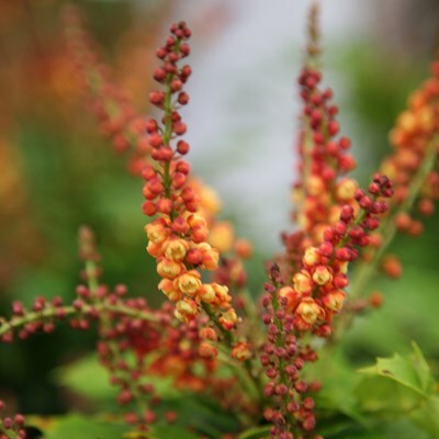 Mahonia nitens 'Cabaret'