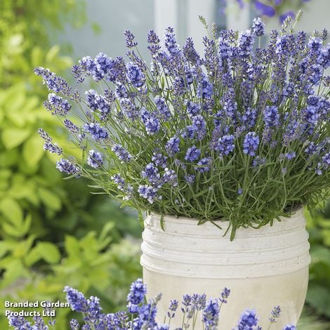 Lavandula angustifolia 'Essence Purple'