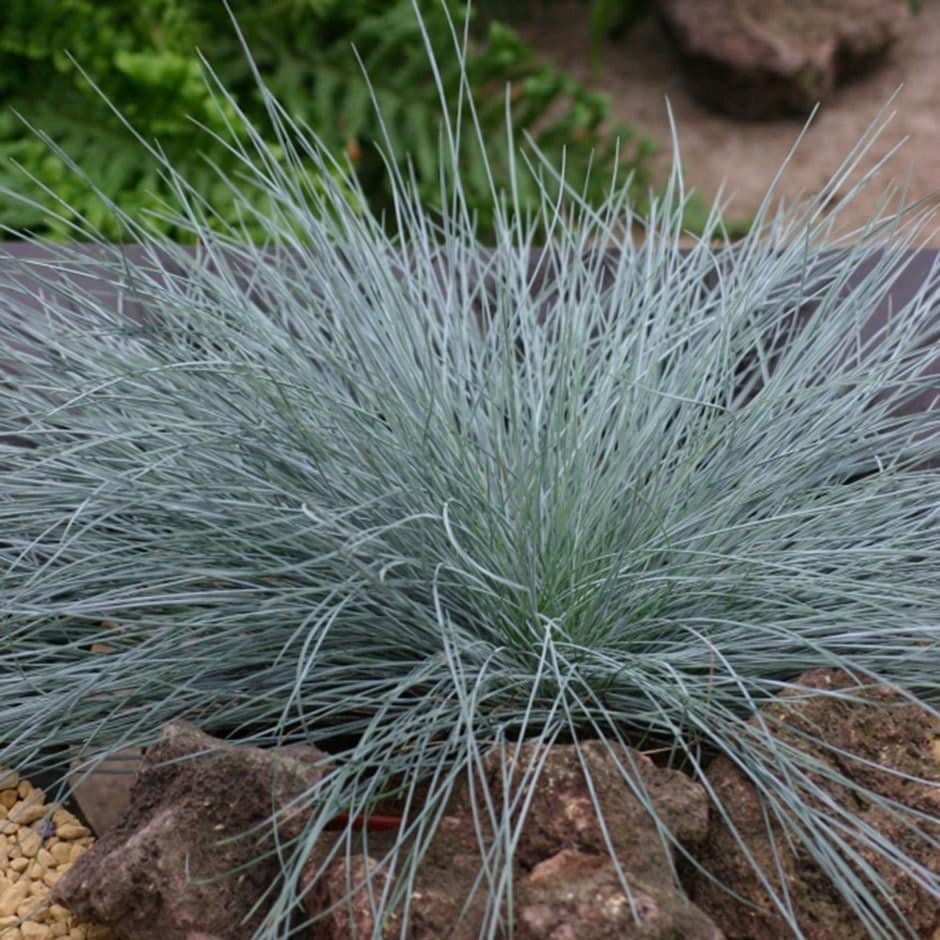 Festuca glauca 'Intense Blue'