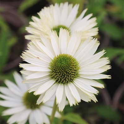 Echinacea purpurea 'Virgin'