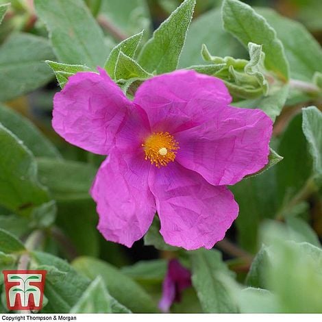 Cistus × pulverulentus 'Sunset'