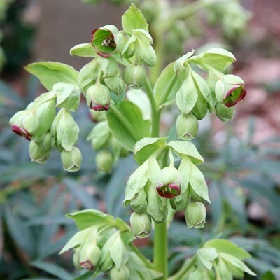 Helleborus foetidus