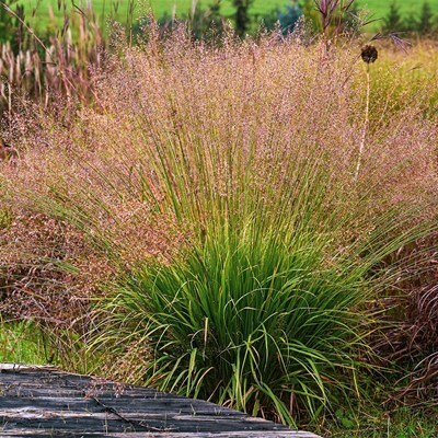 Molinia caerulea 'Banshee'